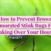 How to Get Rid of Stink Bugs