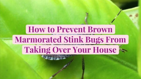 How to Get Rid of Stink Bugs